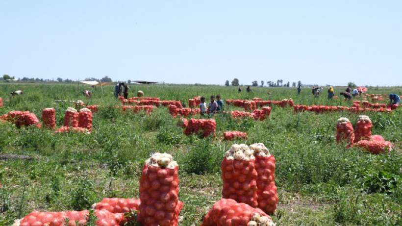 Çiftçi, kilogramını 40 kuruşa satamayınca, soğanları çürümeye bıraktı.