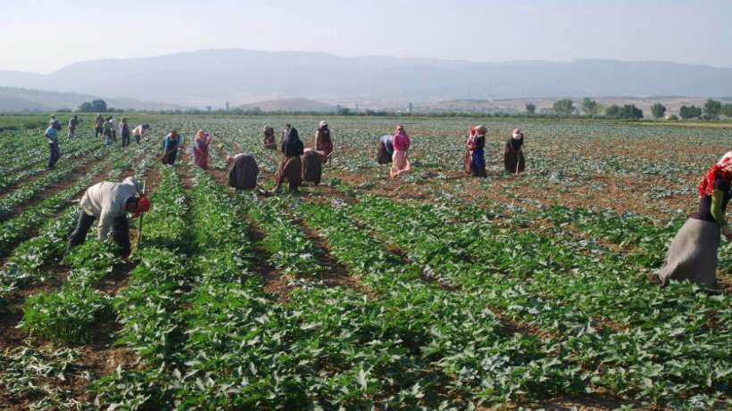 Çukurova bölgesindeki işçi dernekleri, tarım işçilerine işe çıkmama çağrısı yaptı