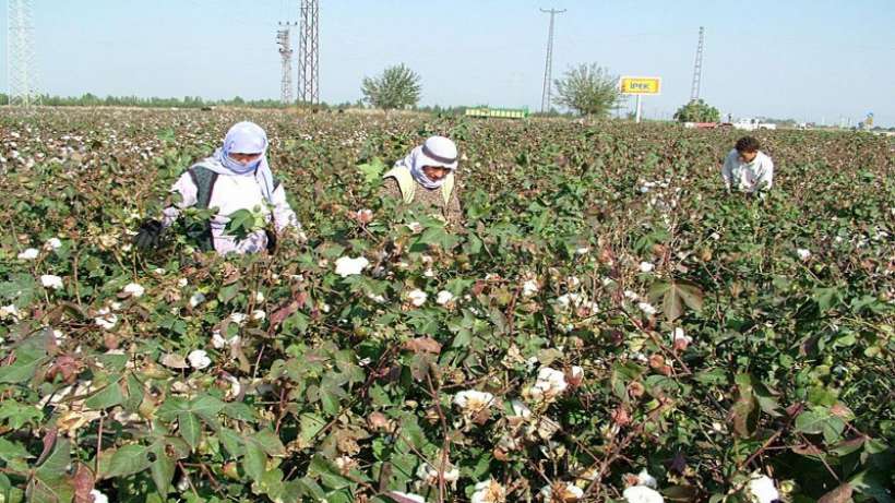 Dev Yapı-İş: Tarım işçilerinin grevinin yanındayız