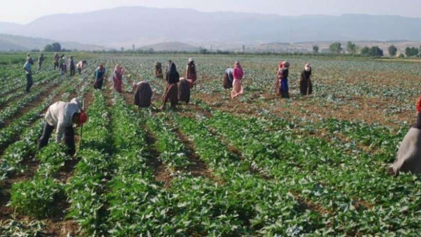 Direnen tarım işçilerinin grevi kazanımla sonuçlandı