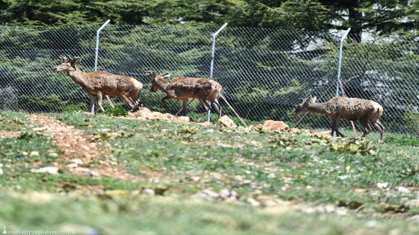 Doğal Yaşam Parkı’ndaki kızıl geyiklerin yeni yuvası Spil Dağı