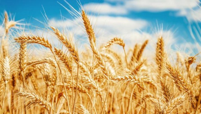 Eski Ziraat Odası Başkanı: ‘Çiftçi buğday ekmiyor, aç kalacağız’
