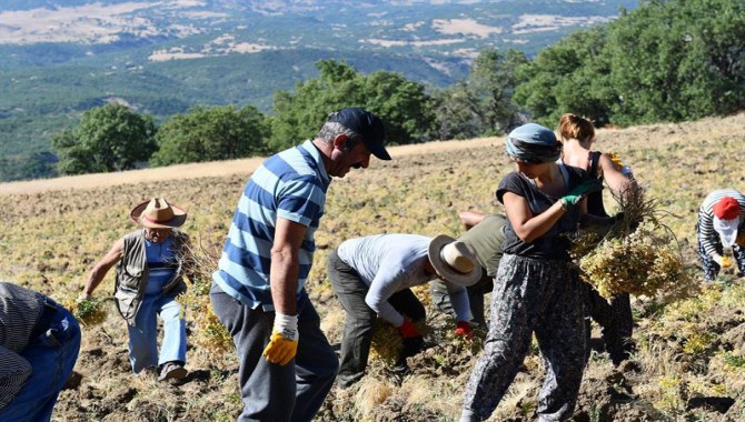 Maçoğlu'nun Ovacık'ta başlattığı organik üretim ilçelere yayıldı...Şimdi hasat zamanı