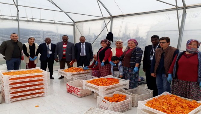 Seferhisar'da Sudanlıların kurutulmuş mandalina ilgisi