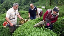 Çiftçi-Sen: Çay hasadına engel değil çözüm! Hemen şimdi!