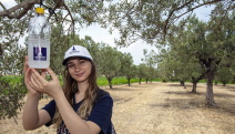 Foça’da 44 bin zeytin ağacı korunacak