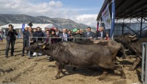 İzmir Büyükşehir’den manda yetiştiriciliğine destek