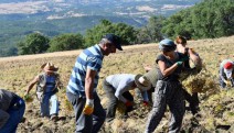 Maçoğlu'nun Ovacık'ta başlattığı organik üretim ilçelere yayıldı...Şimdi hasat zamanı