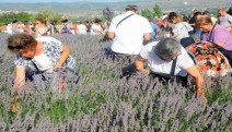 Seferihisar Lavanta bahçesine dönecek