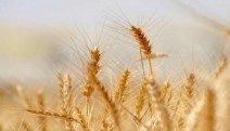 Toprak Mahsulleri Ofisi: 250 bin ton ekmeklik buğday ithal edilecek