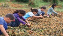 UNİCEF: 400 bini tarlada 850 bin çocuk işçi