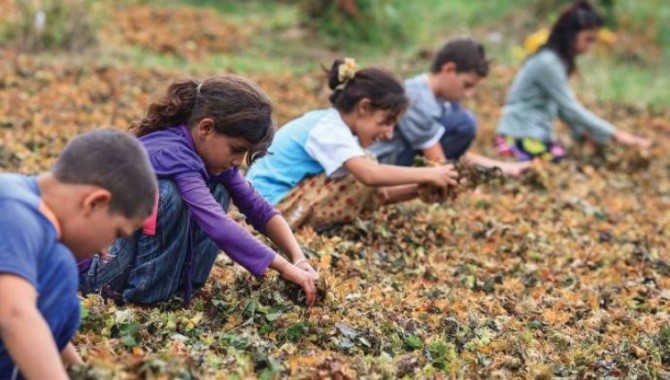 Türkiye’de 2 milyonun üzerinde çocuk işçi var!